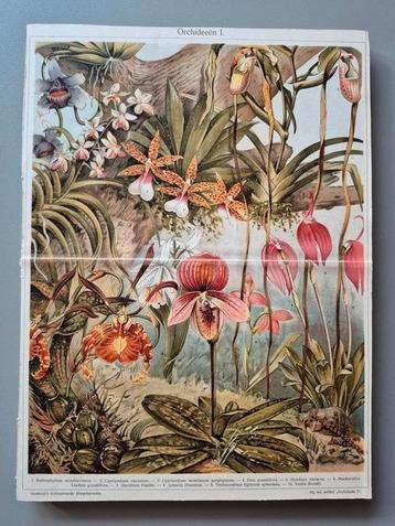 Pagina orchideeën uit antieke encyclopedie beschikbaar voor biedingen