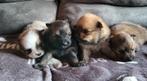 Super mooie dwergkees puppies te koop (Pomeranian), België, Particulier, 8 tot 15 weken, Meerdere