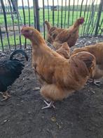 Orpington hanen, Dieren en Toebehoren, Mannelijk, Kip