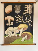 Vintage 1966 yung koch quentell mushroom schoolkaart, Ophalen of Verzenden, Gebruikt
