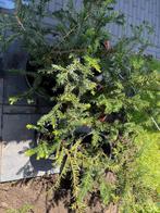 Taxus stekjes, Tuin en Terras, Planten | Struiken en Hagen, Ophalen, Taxus, Haag, Minder dan 100 cm