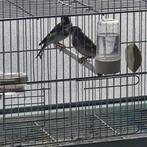 Parva putters poppen.2024, Dieren en Toebehoren, Vogels | Overige Vogels, Vrouwelijk, Wildzangvogel, Geringd