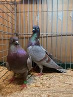 Wener Hoogvliegers, Dieren en Toebehoren, Meerdere dieren