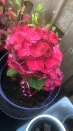 Verschillende hortensia, Ophalen of Verzenden, Zomer, Overige soorten, Halfschaduw