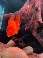 Papagaai cichlide bloed rood, Dieren en Toebehoren, Vis, Zoetwatervis