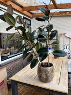 Indische Rubberplant inclusief pot, Huis en Inrichting, Ficus, Halfschaduw, Ophalen