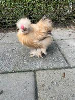 Zijdehoen haantjes, Mannelijk, Kip