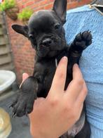Zwarte franse bulldog pup, Dieren en Toebehoren, Honden | Bulldogs, Pinschers en Molossers, Rabiës (hondsdolheid), 8 tot 15 weken