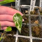 Alocasia blacl velvet variegata, Huis en Inrichting, Kamerplanten, Ophalen of Verzenden, Halfschaduw, Minder dan 100 cm