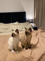 2 ragdoll kittens vrouwtjes, Meerdere dieren, Gechipt, 0 tot 2 jaar
