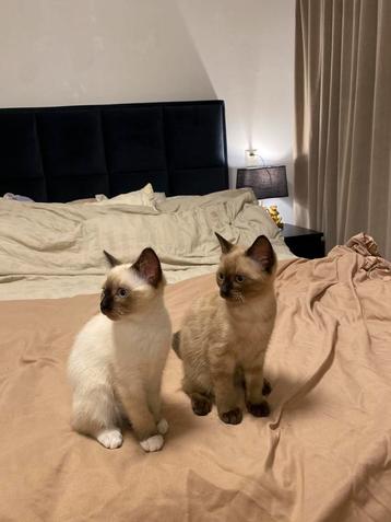 2 ragdoll kittens vrouwtjes beschikbaar voor biedingen