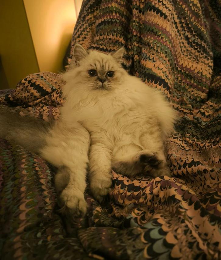 Jonge Kat, Pers (Dollface/Trad), Poes, Gesteriliseerd, ~1y, Dieren en Toebehoren, Katten en Kittens | Raskatten | Langhaar, Poes