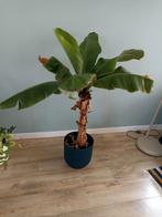 Musa bananenplant - mooi volwassen plant!, Huis en Inrichting, Kamerplanten, Groene kamerplant, Ophalen, In pot, 100 tot 150 cm