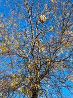 Aziatische hoornaar ,Vrijwillige basis, Dieren en Toebehoren, Ophalen