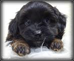 Poedel x Boomer kruising pups, Dieren en Toebehoren, Honden | Chihuahua's en Gezelschapshonden, Meerdere, Teef, 8 tot 15 weken