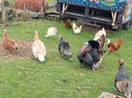 Kalkoen eieren, Dieren en Toebehoren, Pluimvee