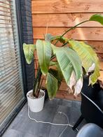 Plant, Huis en Inrichting, Ophalen, Overige soorten, 100 tot 150 cm
