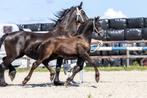 Fries hengstveulen, Minder dan 160 cm, Gechipt, Niet van toepassing, 0 tot 2 jaar