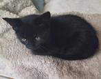 Nog 1zwarte kater, Dieren en Toebehoren, Meerdere dieren