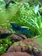 Blauwe garnalen (geschikt voor kraanwater), Dieren en Toebehoren, Vissen | Aquariumvissen, Kreeft, Krab of Garnaal, Zoetwatervis