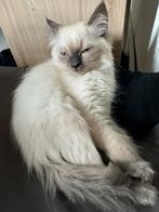 RagdollXSiberische Masquerade Kitten, Dieren en Toebehoren, Katten en Kittens | Raskatten | Langhaar, Poes, Ontwormd