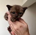 Burmese kittens, Ontwormd, 0 tot 2 jaar