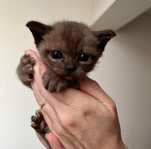 Burmese kittens, Dieren en Toebehoren, Katten en Kittens | Raskatten | Korthaar, 0 tot 2 jaar, Ontwormd, Ingeënt