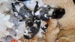 Prachtige kittens van X Brits kh/Eur kh en X Ragdoll/Eur kh, Meerdere dieren, Kortharig, 0 tot 2 jaar