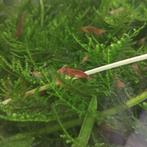 Vuurgarnalen, Dieren en Toebehoren, Kreeft, Krab of Garnaal, Zoetwatervis