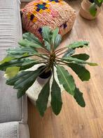 Madagascar Jewel gratis met pot, Ophalen