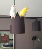 Forpussen, Dieren en Toebehoren, Meerdere dieren, Parkiet, Geringd