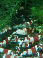 Crystal Red garnaaltjes, Kreeft, Krab of Garnaal, Zoetwatervis, Schoolvis