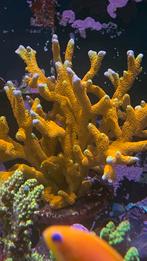 Zeeaquarium, Dieren en Toebehoren, Overige typen