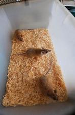 3 sanai Stekelmuizen, Juni, Muis, Vrouwelijk, Tam