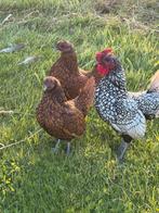 Te koop Sybrigt haan en hen 2 jaar oud, Dieren en Toebehoren, Pluimvee, Meerdere dieren, Kip