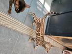 Bengaal kitten snow mink, Dieren en Toebehoren, Katten en Kittens | Raskatten | Korthaar, Poes, Gechipt, 0 tot 2 jaar