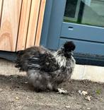 Zijdehoen haan, Dieren en Toebehoren, Pluimvee, Mannelijk, Kip