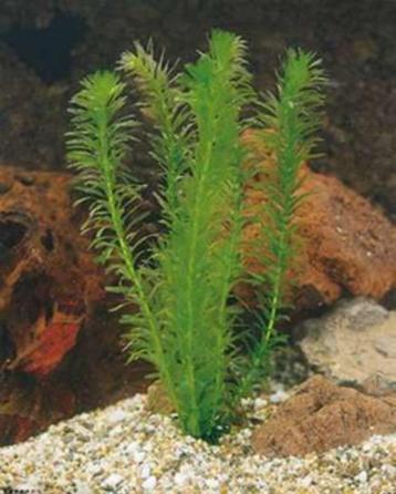 Waterplant: Elodea Densa