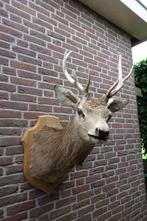 Schitterend groot opgezet edelhert op een mooi schild, Verzamelen, Dierenverzamelingen, Ophalen, Zo goed als nieuw, Hert, Gewei of Kop