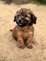 Mini (Labra) doodle pups zoeken forever home ♥️, Dieren en Toebehoren, Honden | Chihuahua's en Gezelschapshonden, Overige rassen