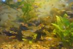 Endler guppen (Poecilia wingei), Dieren en Toebehoren, Vis, Zoetwatervis, Schoolvis