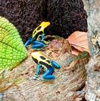 Gifkikkers Dendrobates tinctorius brasil, Amfibie, 0 tot 2 jaar