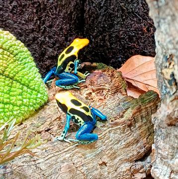 Gifkikkers Dendrobates tinctorius brasil  beschikbaar voor biedingen