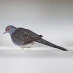Diamant duifjes te koop, Dieren en Toebehoren, Vogels | Duiven, Meerdere dieren, Overige soorten