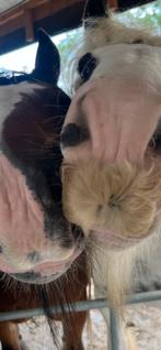 Verzorger(s) gezocht 16+, Dieren en Toebehoren, Paarden en Pony's | Overige Paardenspullen, Ophalen of Verzenden, Nieuw, Recreatie