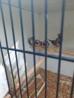 Spitsstaartjes amadine koppels, Meerdere dieren