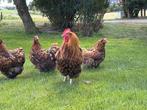 Orpington toom, Dieren en Toebehoren, Pluimvee, Meerdere dieren, Kip