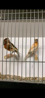 Top koppel harlekijn kanaries, Dieren en Toebehoren, Vogels | Kanaries, Meerdere dieren, Postuurkanarie