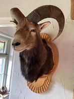 Opgezette Moeflon - Taxidermie met Hoorns, preparaat,hoorns, Verzamelen, Ophalen of Verzenden, Gebruikt, Opgezet dier
