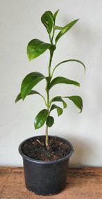 Jonge citrusplant., Ophalen of Verzenden, Overige soorten, Minder dan 100 cm